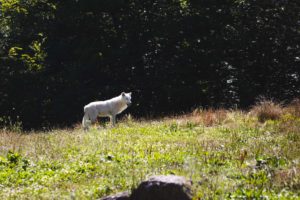 parc animalier sainte croix sarrebourg
