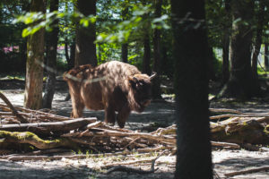 parc animalier sainte croix sarrebourg