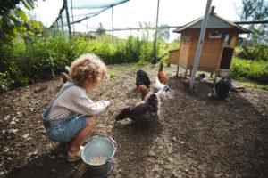 la contrée des minis petite ferme sarrebourg