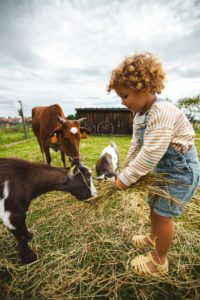 la contrée des minis petite ferme sarrebourg
