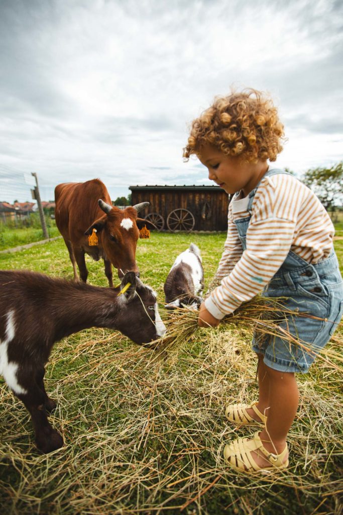 la contrée des minis petite ferme sarrebourg