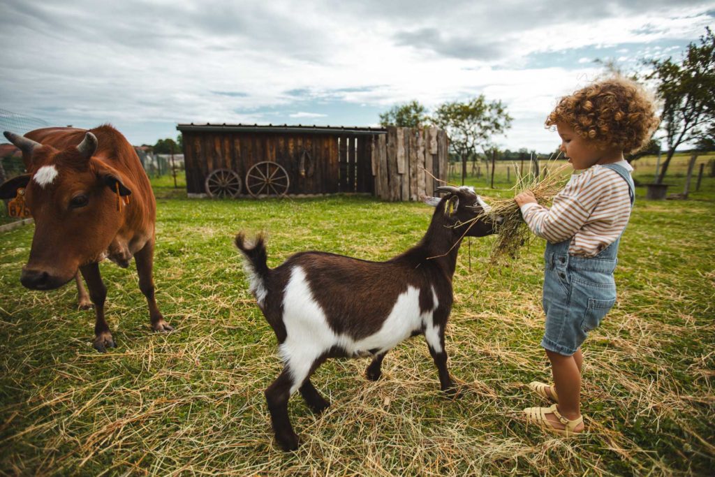 la contrée des minis petite ferme sarrebourg