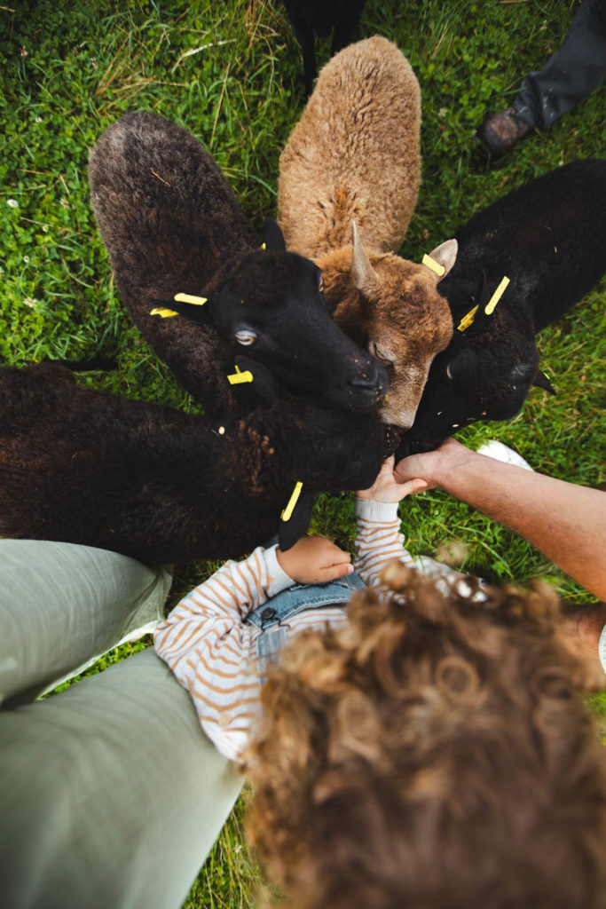 la contrée des minis petite ferme sarrebourg
