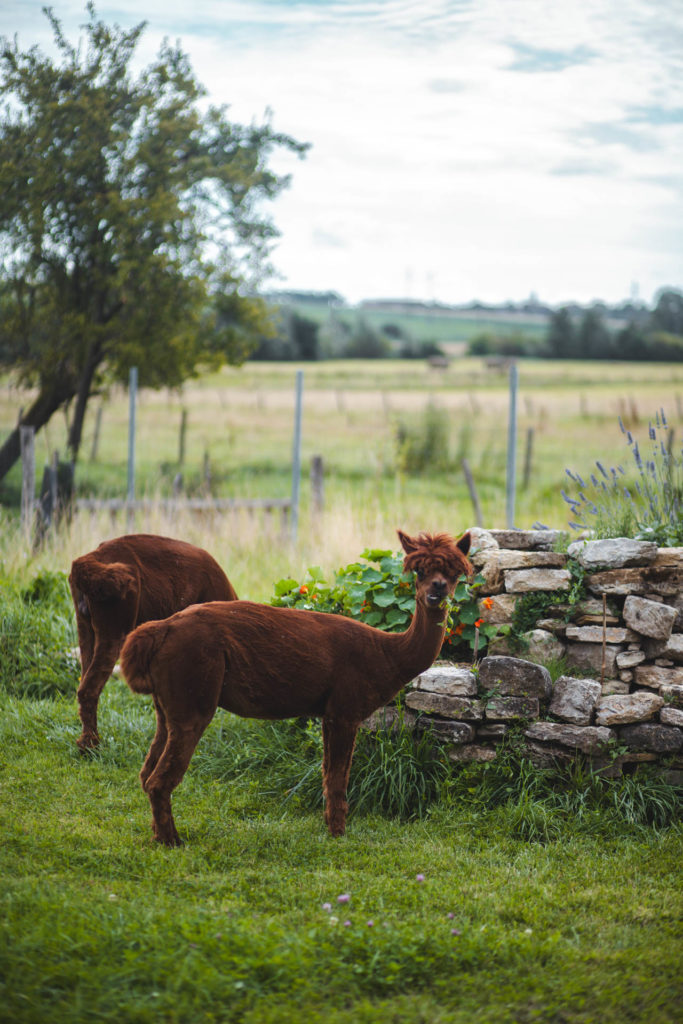 la contrée des minis petite ferme sarrebourg