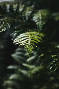 center parcs les 3 forets sarrebourg