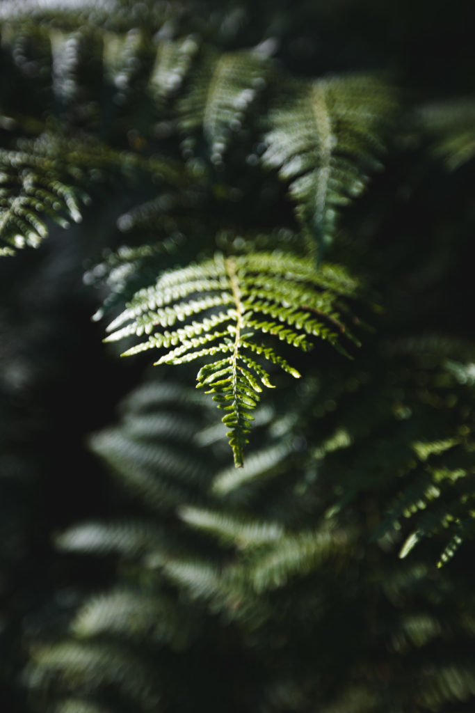 center parcs les 3 forets sarrebourg