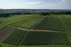 vignes aube