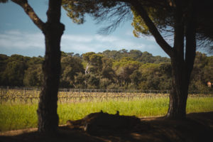 que faire presqu'île de Giens Porquerolles