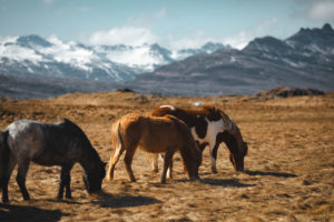 route fjords de l'est islande