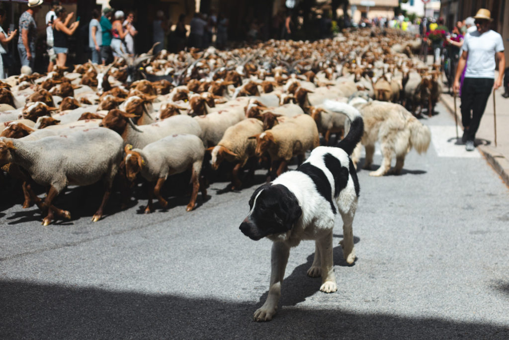 transhumance castellane