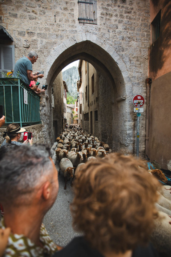 transhumance castellane