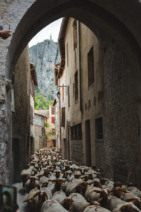 transhumance castellane