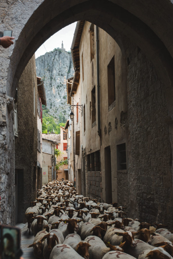 transhumance castellane