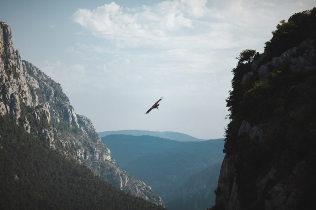 observation vautours verdon
