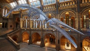 Museum d'histoire naturelle Londres