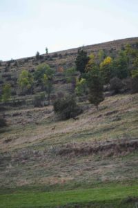 brame du cerf