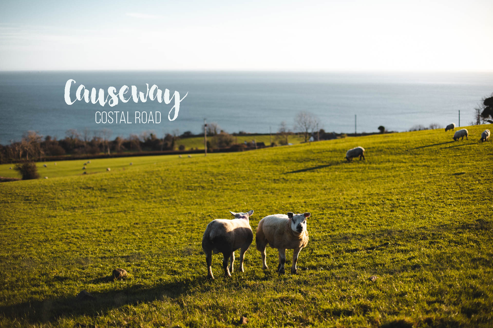 causeway costal road irlande du nord