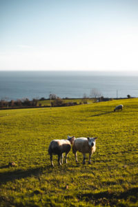 causeway costal road Irlande du nord