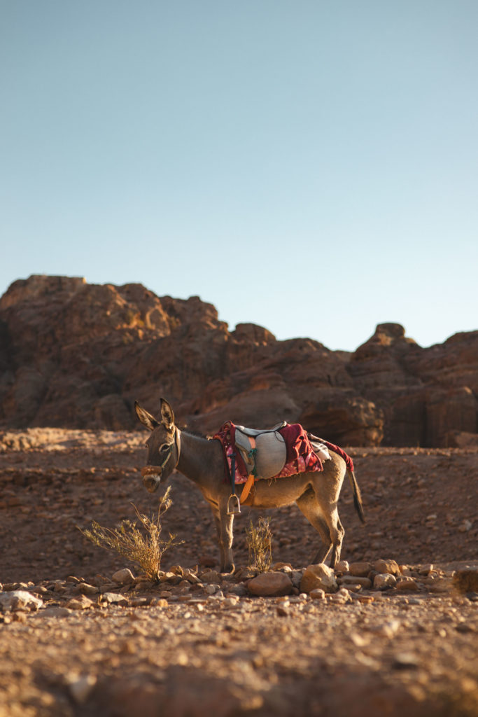 petra jordanie